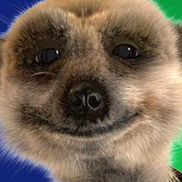 compare_the_meerkat