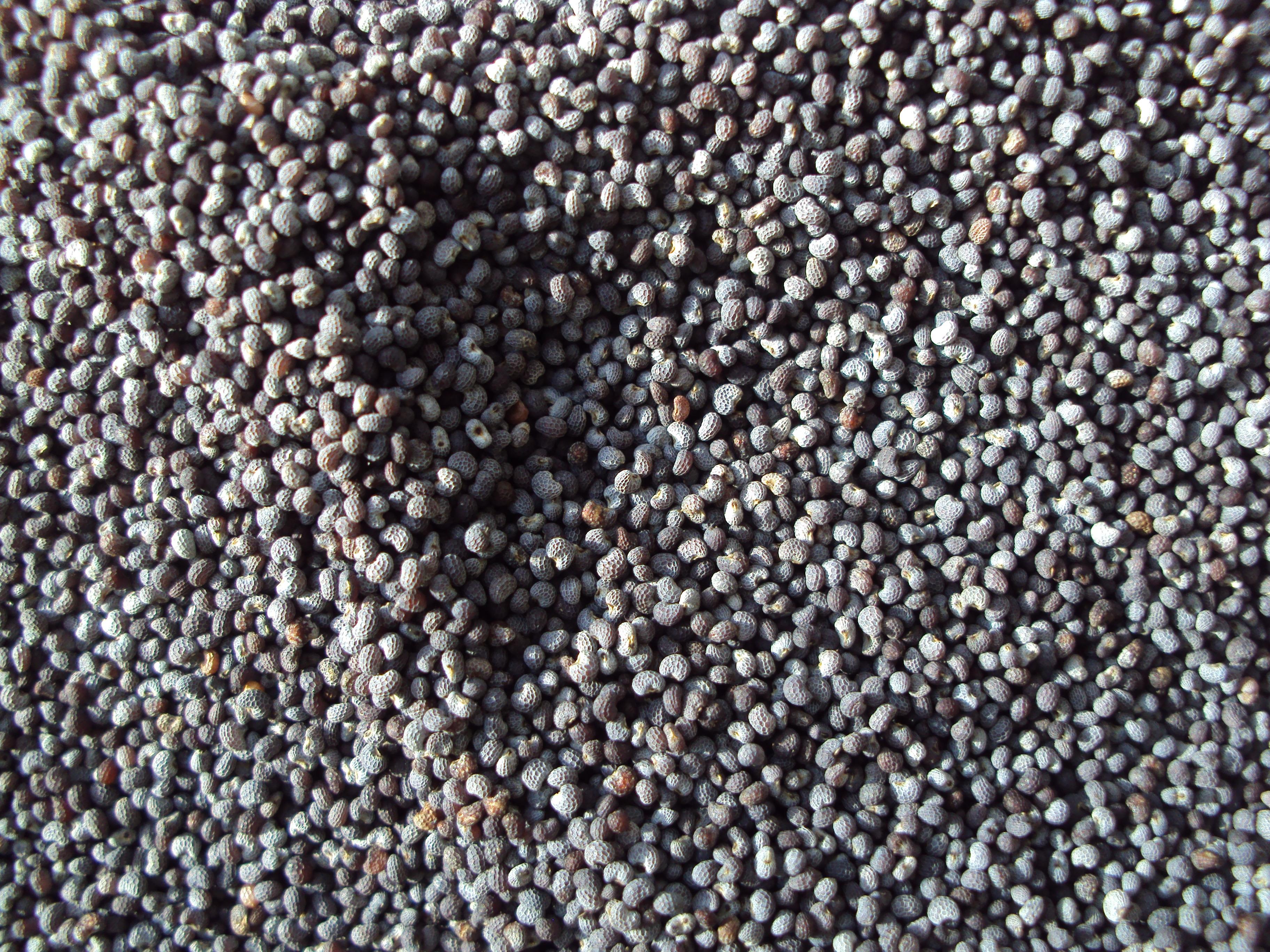 heyl_patterson_granules